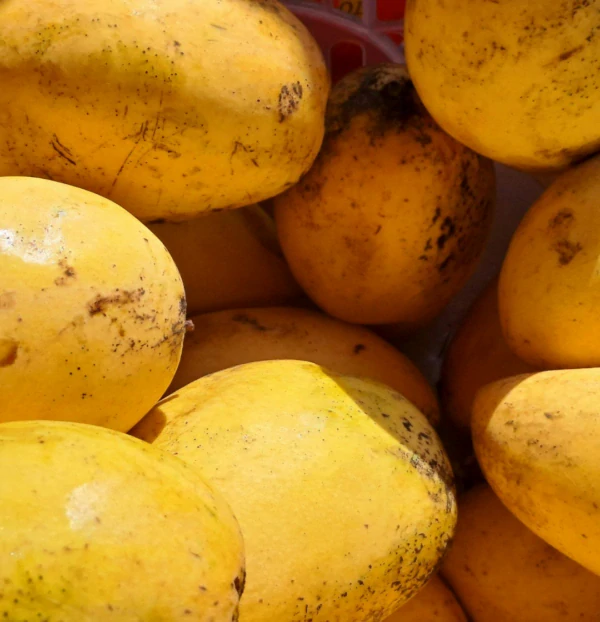 Voono - Mango balzam na suché a rozstrapkané končeky