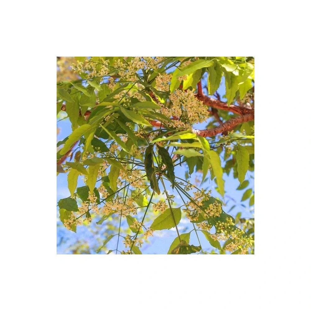 Indian Natural Hair Care - NEEM 200g - bylinná kúra proti kožným chorobám