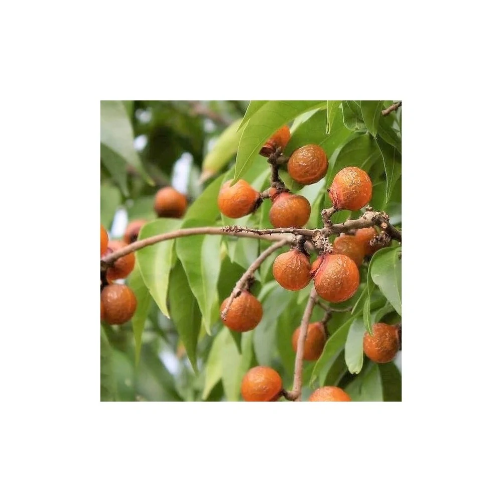 Indian Natural hair care - REETHA 200g - no poo šampón