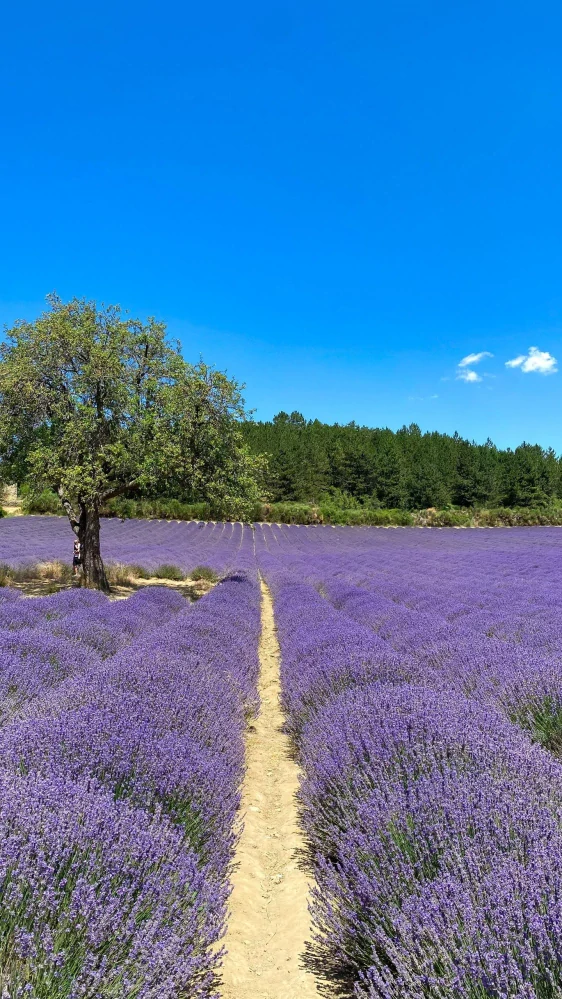 Esprit Provence - Sada starostlivosti o ruky, 3 ks, Levanduľa